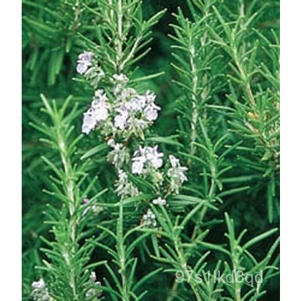 เมล็ด Rosemary Great Garden Herb By Seed Kingdom เมล็ด200 คะน้า