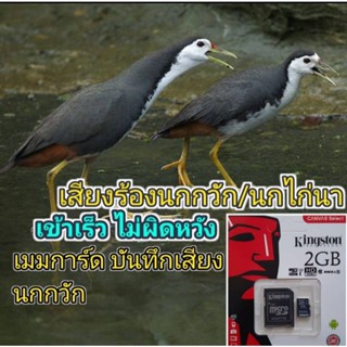 เสียงร้องนกไก่นา/เสียงร้องนกกวัก**เสียงชัด100%ไม่มีสะสุดรับประกันเข้าไวแน่นอน**