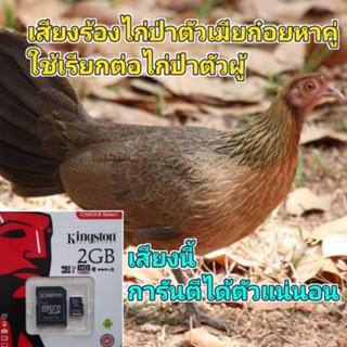 เสียงร้องไก่ป่าตัวเมีย ร้องก๋อยหาคู่ เสียงชัด100%รับประกันเข้าไวเเน่นอน