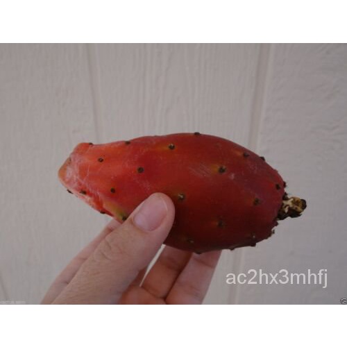 เมล็ด 50เมล็ด, roxburgh ผลไม้สีแดงกุหลาบ, กระบองเพชร, Opuntia Ficus indica, ปลาทูน่า nopal สีแดง ผัก