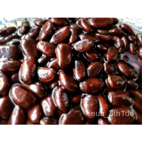เมล็ด 26ชั้น North American Claw Seeds (Asimina Triloba) Description ผักบุ้ง