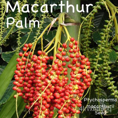 เมล็ด ~ MacArthur Palm ~ ผักบุ้งไม้ macarthuur II ผักบุ้งไม้บล็อกหรูหรา100เมล็ดสด ผักบุ้ง