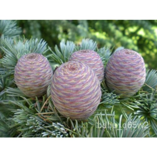 เมล็ด 100 Atlas Cedar seeds (Cedrus Atlantica) Cèdre De L & #039;Atlas Atlas-zeder atlasceder ผักบุ้