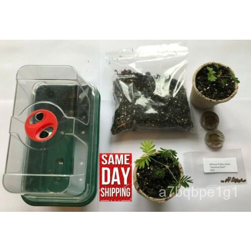 เมล็ด Mimosa Sensitive Plant Kit-ของขวัญในร่มและการศึกษาจัดส่งในวันเดียวกัน ผักบุ้ง
