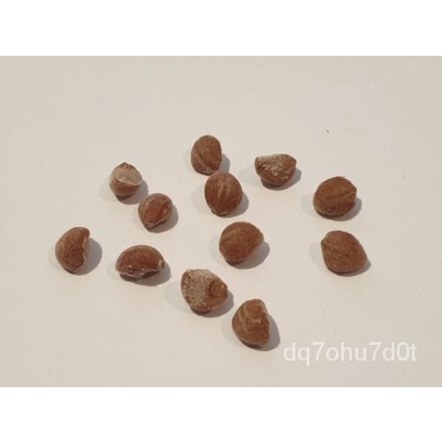 เมล็ด 10 HAWAIIAN BABY WOODROSE Infinity Strain Seeds | HBWR Sacred