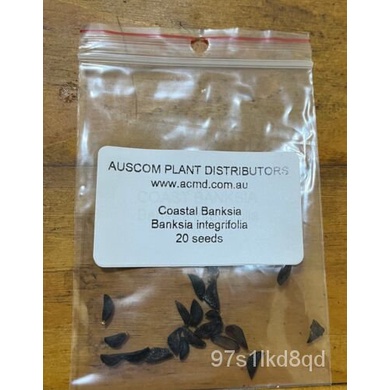 เมล็ด ชายฝั่ง banksia เมล็ด banksia integrifolia ผักบุ้ง