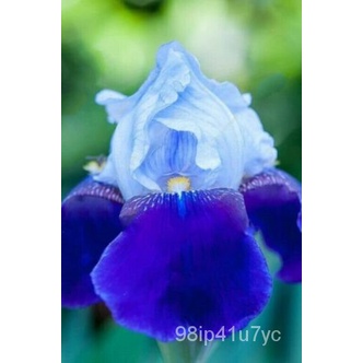 เมล็ด 20-IRIS seeds NATURAL Plant Orchid bonsais Pack #362 มะเขือ