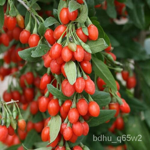 เมล็ด 10 Jam Berry Tree Seeds ผักบุ้งผักบุ้งไม้ผลไม้แปลกใหม่