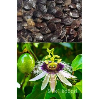 เมล็ด 30x มะเขือง่าย Passion เมล็ดผลไม้ Passion Flower Premium Passiflora Seeds มะเขือ