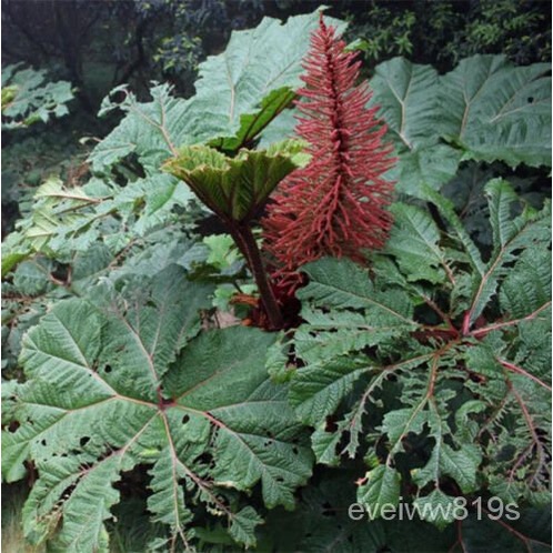 เมล็ด Gunnera SIGNIS-ร่มกันแดดสำหรับพืชสวนที่น่าตื่นตาตื่นใจ-5เมล็ด