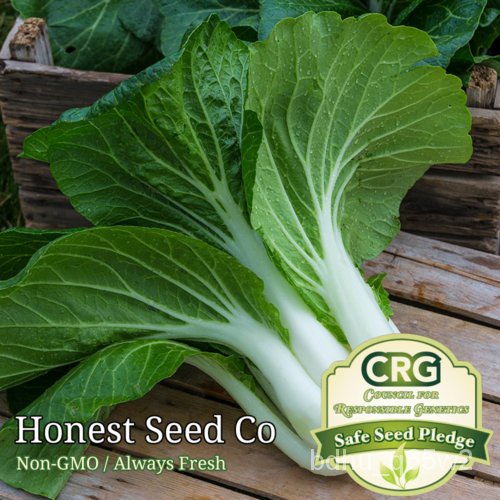 เมล็ด 800 PAK (China parcel bok Console) เมล็ด US Non-GMOs | เมล็ดสวนสด มะเขือ