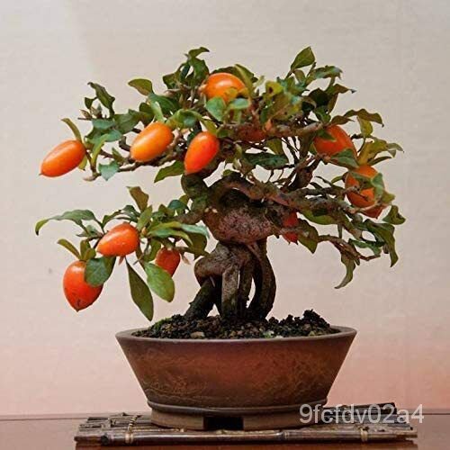 เมล็ด 10 Grains Berry Bonsai Tree เมล็ดผักบุ้งผลไม้แปลกใหม่แบริ่ง Bonsai Tree