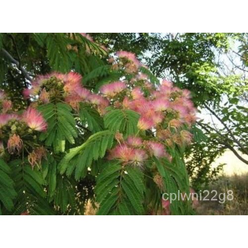 เมล็ด New Mimosa Silk Tree, Albizia julibrissin, 30เมล็ด (เร็วแข็งหอม) ผักบุ้ง