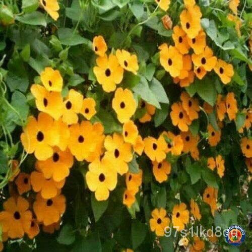 เมล็ด 500 Black Eyed Susan Vine Seeds Grow Exotic Yard Flowers Made in USA ผักบุ้ง