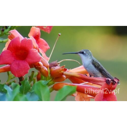 เมล็ด Red Trumpet Creeper,Hummingbird Vine,Campsis Radicans-50เมล็ด2023-สหรัฐอเมริกา ผักบุ้ง