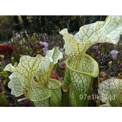 เมล็ด 7 Sarracenia leucophylla "Alba" REAL SEEDS ผักบุ้ง