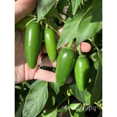 เมล็ด 50 Jalapeno, Texas Pepper Seeds สวนผักผลไม้ออร์แกนิกอเมริกัน มะเขือ