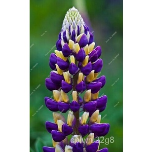 เมล็ด 20ชิ้น IRIS Plant seeds, NATURAL Plant Orchid bonsais seeds #377 มะเขือ