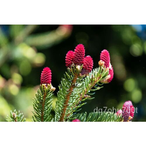 เมล็ด 30 Red Fir Seeds Planted Picea Rubens Ship from Iowa, USA ผักบุ้ง