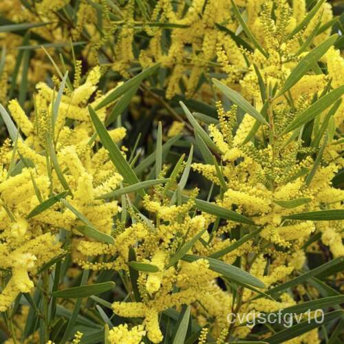 เมล็ด 10เมล็ด Mimosa Golden, Acacia longifolia ผักบุ้ง