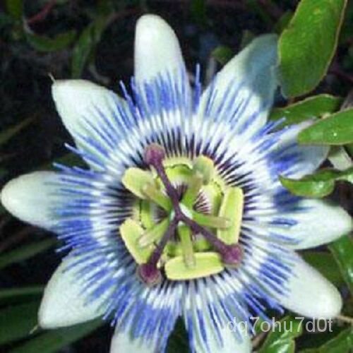 เมล็ด 10 Passiflora caerulea Passion flower/flower seed/signia zonel 6-10 มะเขือ