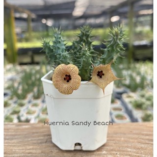 ต้นเก๋งจีน Huernia Sandy Beach