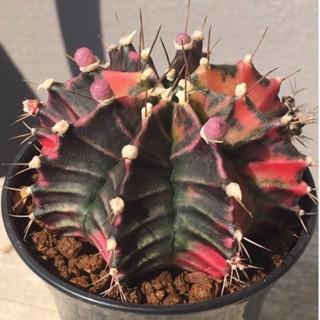 Gymnocalycium ยิมโนด่าง ไม้เมล็ด