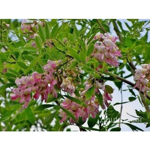เมล็ด Glyricidia sepium 150 SEED Mata Mouse;