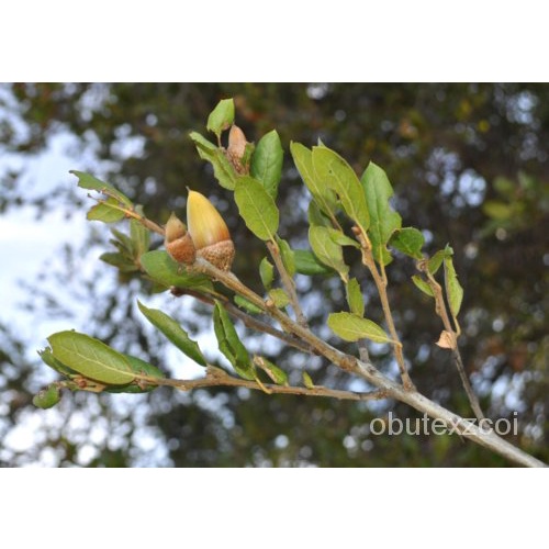 เมล็ด 12 COAST LIVE OAK ACORNS - Quercus Agrifolia