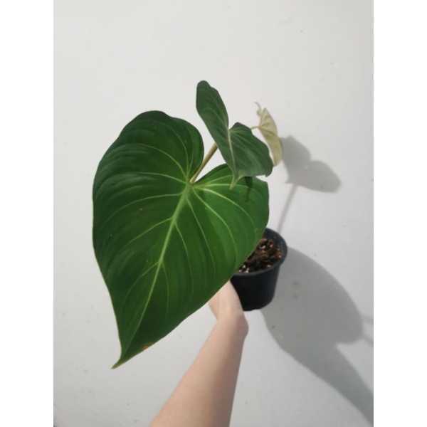 Philodendron​ Gloriosum​ ก้านแบน