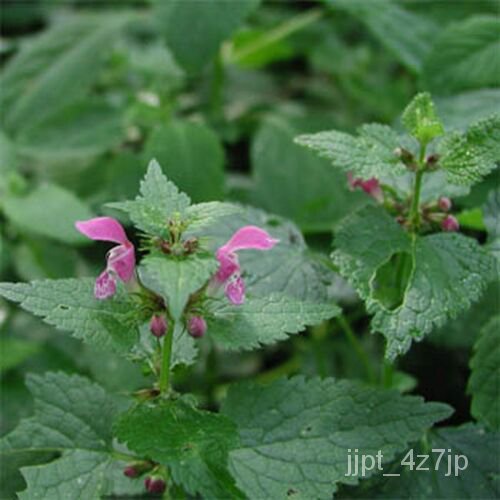 เมล็ด Horehound marrubium Vulgare-200 SEED Book 50% discond
