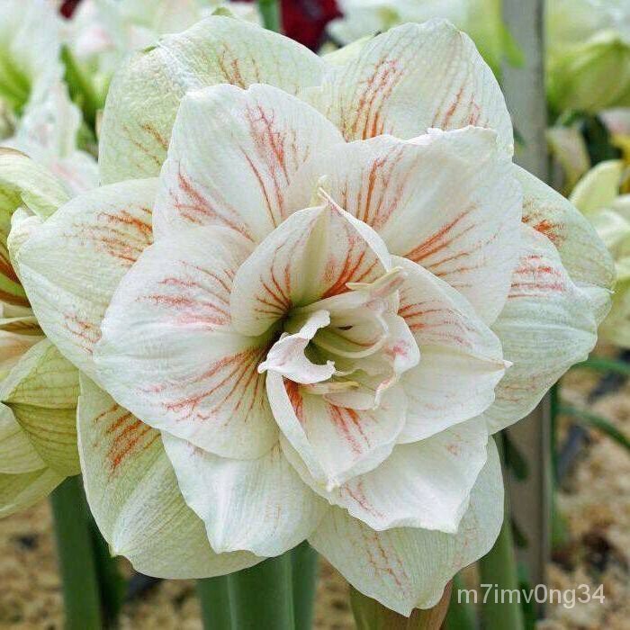 อินทรีย์็ด ถูก็ด 1 หัวว่าน. ว่าน สี่ทิศฮอลแลนด์ Amaryllis 'Nymph' 18-24 ซม สินค้านำเข้า แช่เย็นแล้ว หัวขนาดใหญ่ ผักบุ้