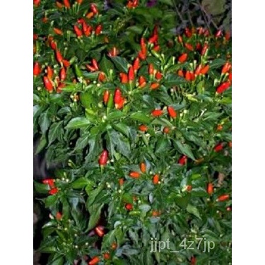 เมล็ด 50 Tabasco Pepper Hot Red Capsules Rapeseed * การจัดส่งแบบแบน ทานตะวัน