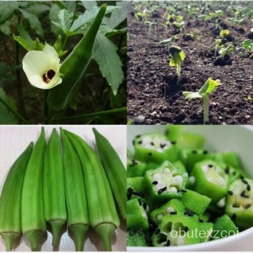 เมล็ด 100Pcs Okra Bonsai Seeds - UK Stock ทานตะวัน