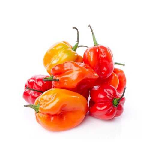 เมล็ด ของแท้100% Scotch Bonnet Seeds - Red & Yellow Mix-จัดส่งฟรี! ทานตะวัน