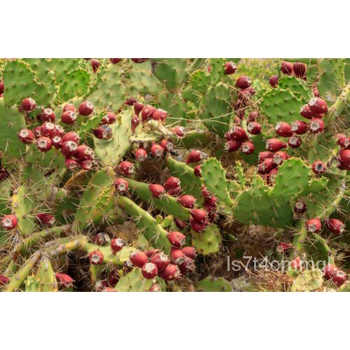 Opuntia Dillenii-Stricta-Cactus Dillenii-Sweet Prickly Pear-10เมล็ด