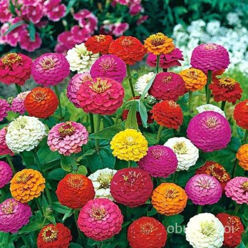 เมล็ด Zinnia California - 100 COLORFUL mixed seeds USA จัดส่งฟรี ทานตะวัน