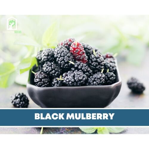 เมล็ด Mulberry, Black-Heirloom Seeds-ทำอาหารและสมุนไพร-Non-GMO (Black Dragon) ทานตะวัน