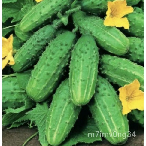 เมล็ด 40เมล็ดแตงกวา Gherkin. ไม่ใช่ GMO ทานตะวัน