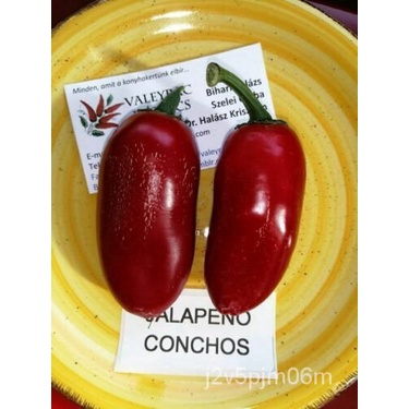 เมล็ด Jalapeno Conchos Chili - 10 Seeds-Heirloom Vegetable Seeds! Ch 196 ทานตะวัน