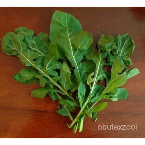เมล็ด Rucula สำหรับสลัด ERUCA sativa-rucola 2500 rucula เมล็ดสวนผลไม้ ทานตะวัน