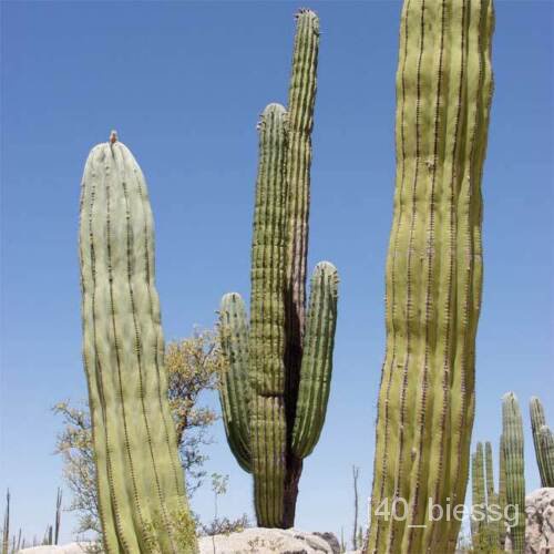 เมล็ด Pachycereus Pringlei-15เมล็ด-Mexican Giant Cardon Or Elephant Cactus ทานตะวัน ทานตะวัน