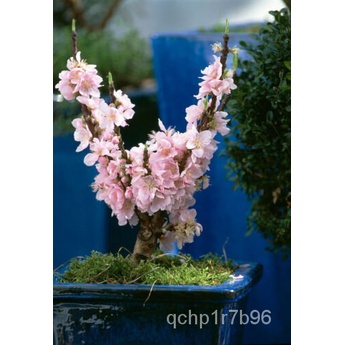เมล็ด Peach Blossom Bonsai Prunus Persica Tree - 5 Fresh Rare Seeds Bonsai House Plant ข้าวโพด