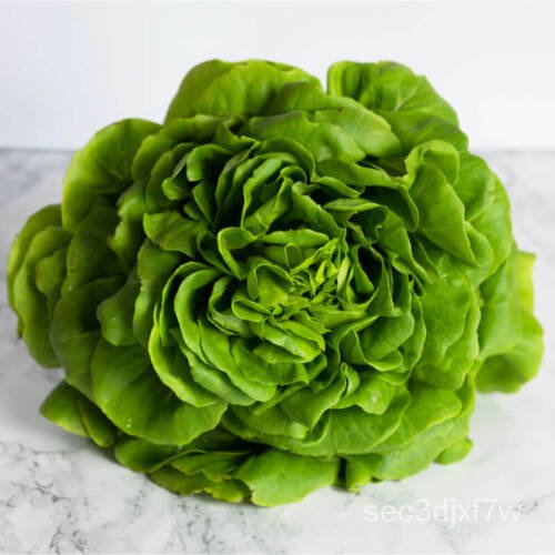 เมล็ด 50 Seeds Lettuce Head Trocadero, Lactuca Sativa ข้าวโพด