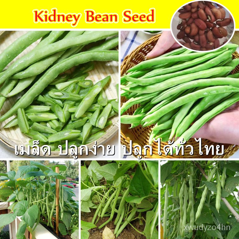 อินทรีย์็ด ใหม่เพาะ 【ใหม่ง่าย ใหม่ได้ทั่วไทย】50ใหม่็ด/ซอง Fresh Kidney Bean Seed for Gardening ใหม่ใหม่ มะระ