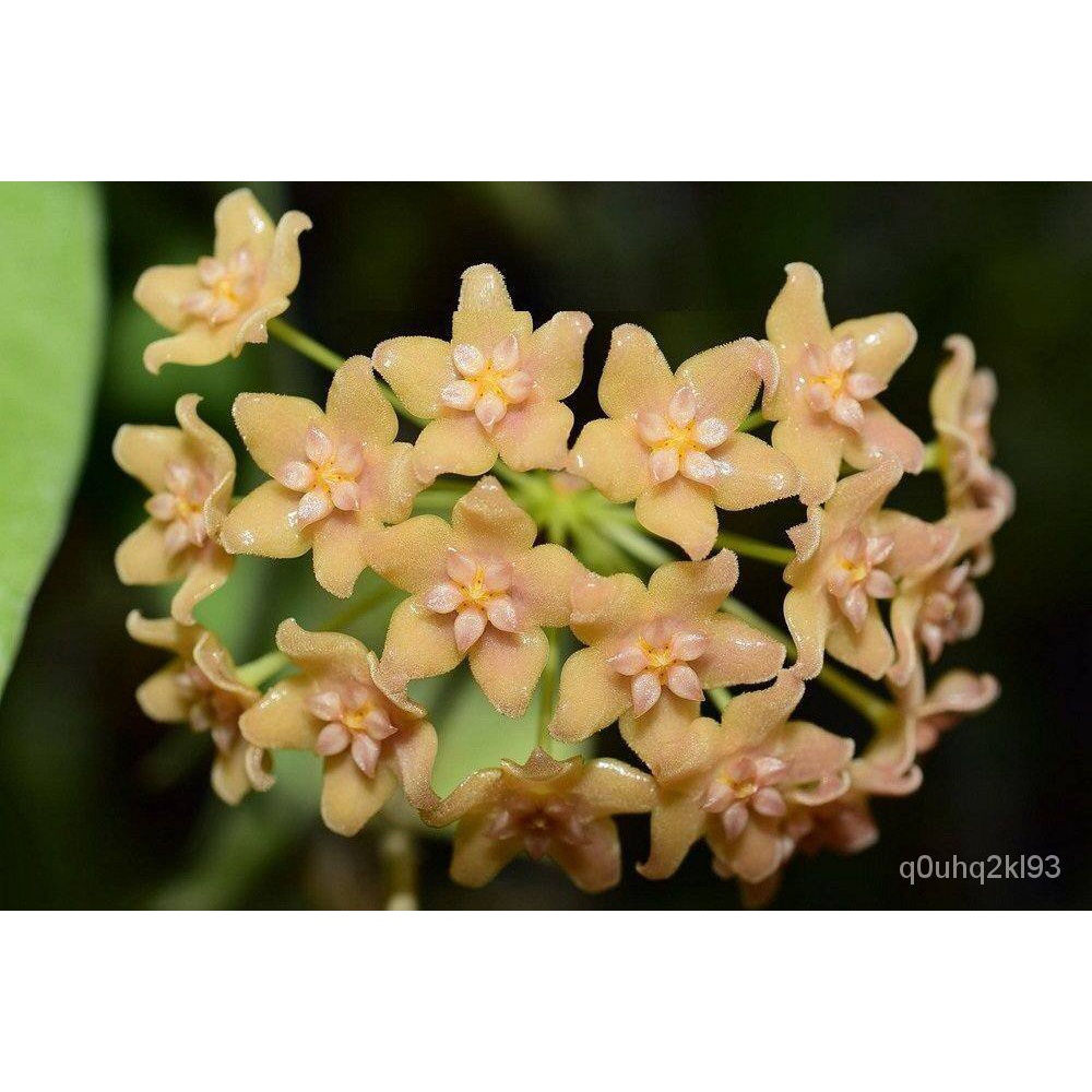 อินทรีย์็ด ใหม่็ด 20 ใหม่ Home Plant Seed โฮย่า กล้วยไม้โฮย่า สกุลนมตำเลีย (Hoya) มีดอกหอม ให้ดอกตลอ