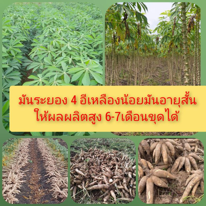 มันอีเหลืองน้อย น้องแบม (ระยอง4)100ท่อน250บาทมันอายุสั้นให้ผลผลิตสูง