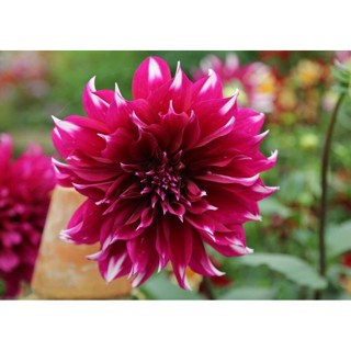 1 หัว /ชุุด เหง้า ต้นรักเร่ Dahlia สายพันธุ์ Spectacular สีม่วง หัวรักเร่ ดอกรักเร่ รักแรกพบ เฟิร์สเลิฟ