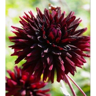 1 หัว /ชุุด เหง้า ต้นรักเร่ Dahlia สายพันธุ์ black jack สีดำ หัวรักเร่ ดอกรักเร่ รักแรกพบ เฟิร์สเลิฟ