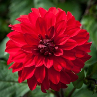 1 หัว /ชุุด เหง้า ต้นรักเร่ Dahlia สายพันธุ์ Grenadier สีแดง หัวรักเร่ ดอกรักเร่ รักแรกพบ เฟิร์สเลิฟ